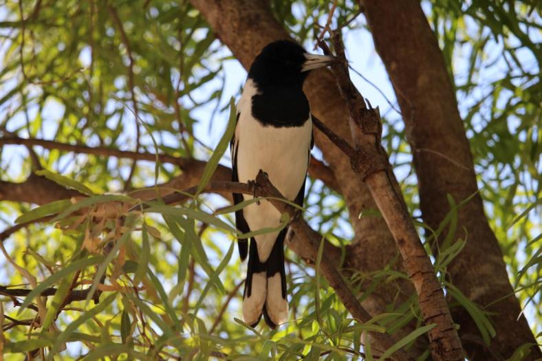 Pied Butcherbird