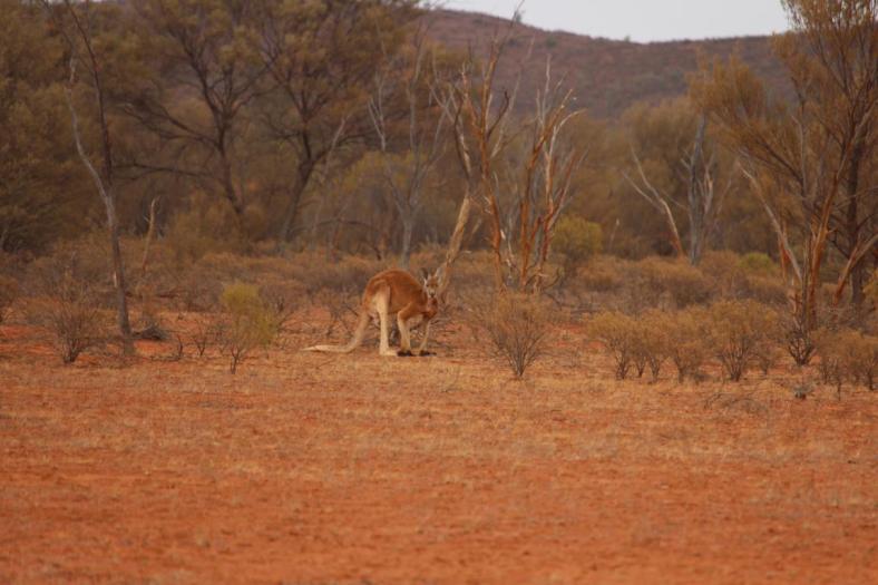 Stattlicher Bursche Red Kangaroo