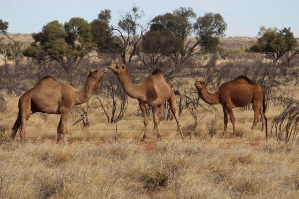 Kamele am Strassenrand