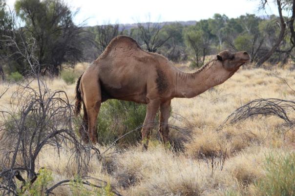 Kamele am Strassenrand
