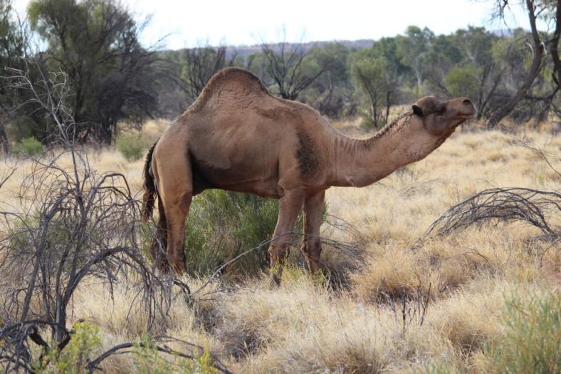 Kamele am Strassenrand