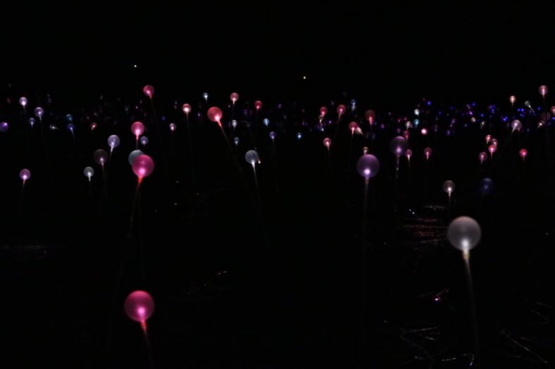 Field of Light Uluru