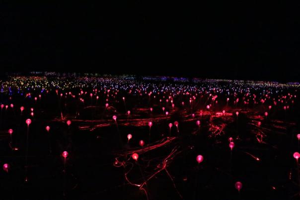 Field of Light Uluru