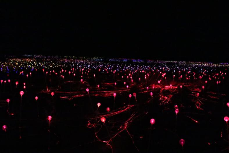 Field of Light Uluru