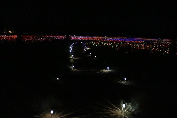 Field of Light Uluru