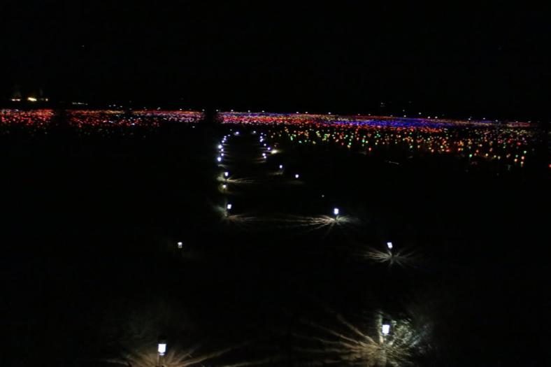 Field of Light Uluru