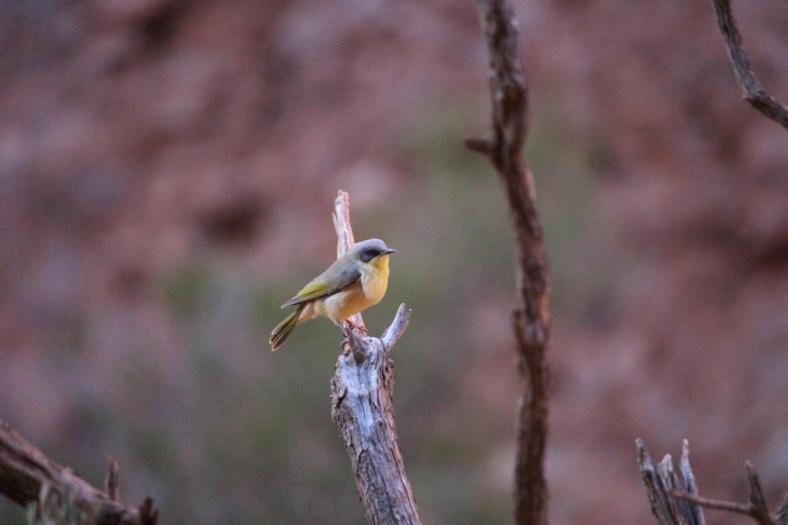 Lustiger Geselle, Grey-headed Honeyeater
