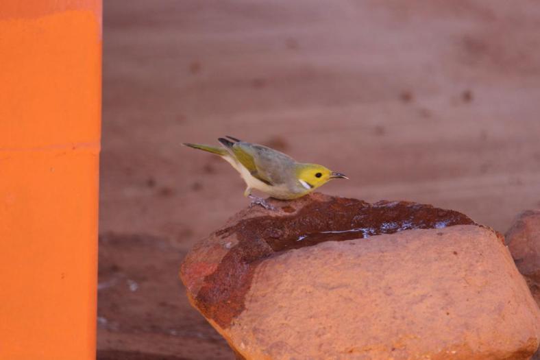 White-plumed Honeyeater