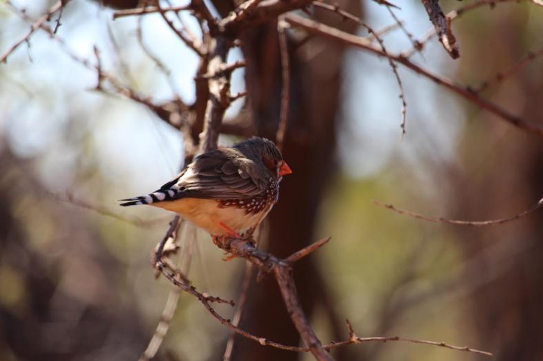 Zebra Finch