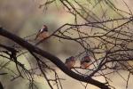 Zebra Finches