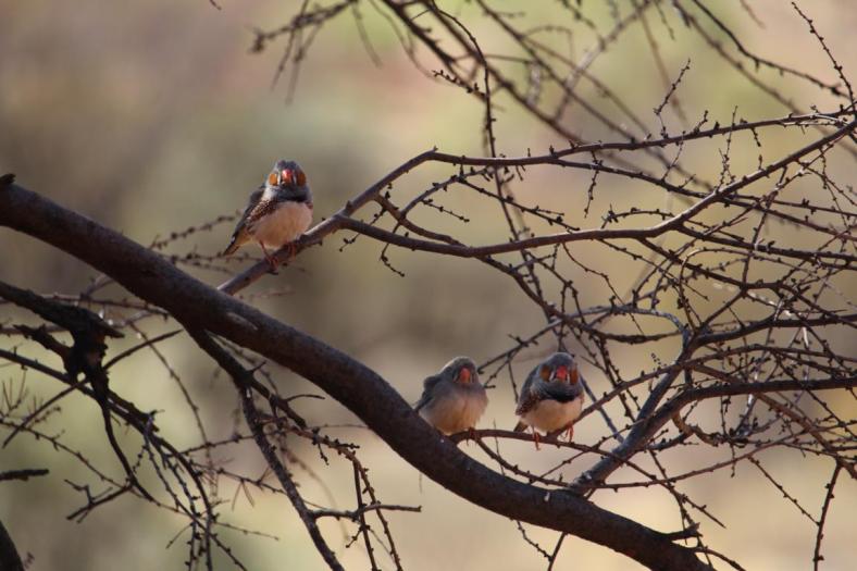 Zebra Finches