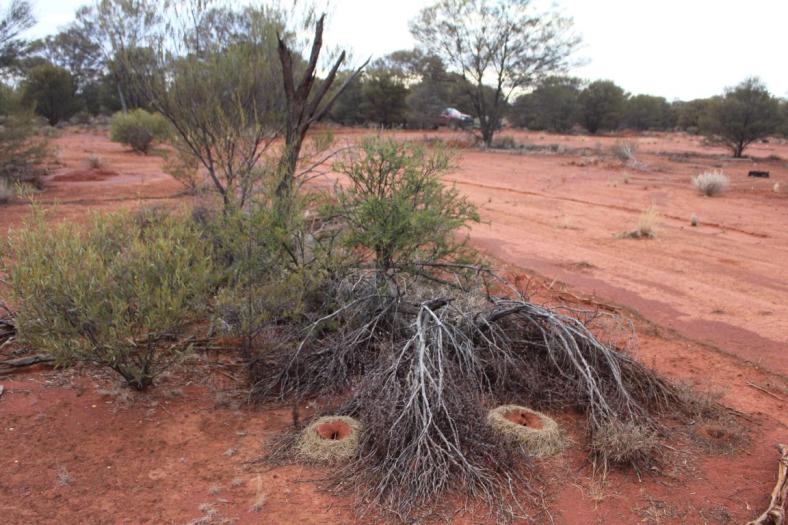 Mulga aint Nests, Ameisennester, Camp Great Central Ro