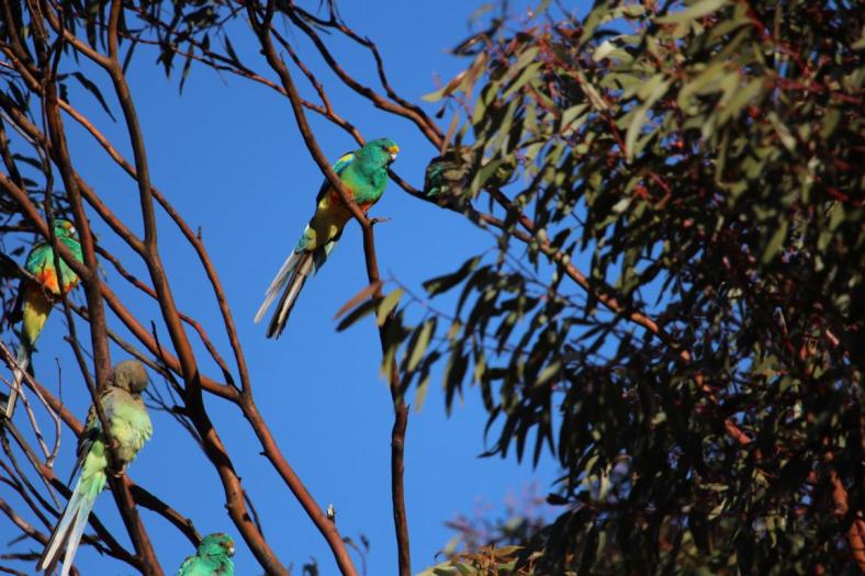 Mulga Parrots