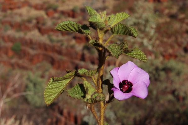 Sturts's Desert Rose, Karijini NP