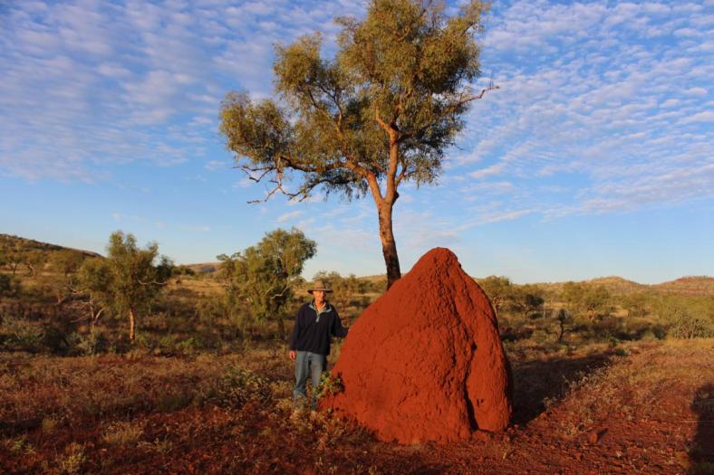 Wau, was für ein Termitenbau
