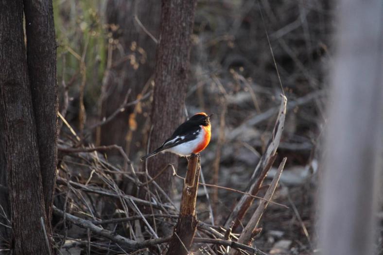 Red-capped Robin, Karijini NP