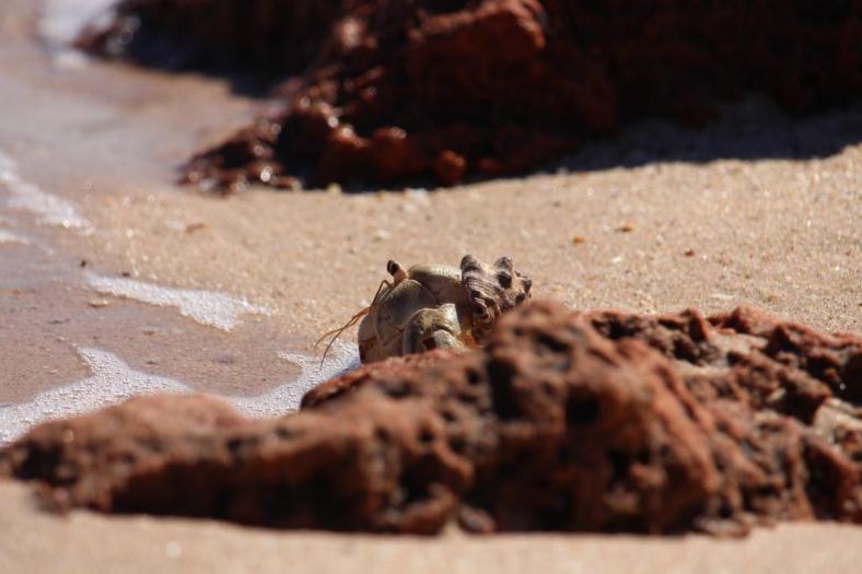 Huch, wer kommt denn da um die Ecke, Hermit Crab