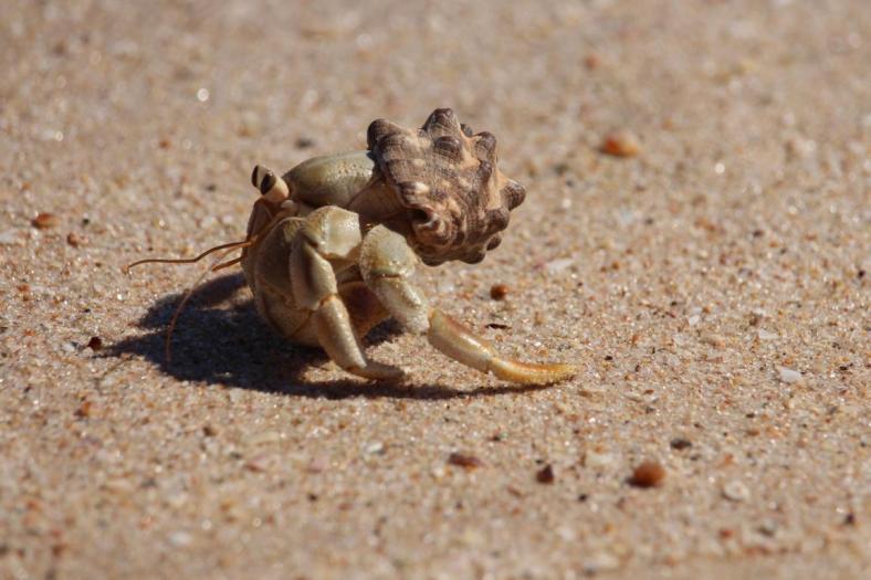Nettes Kerlchen, Hermit Crab