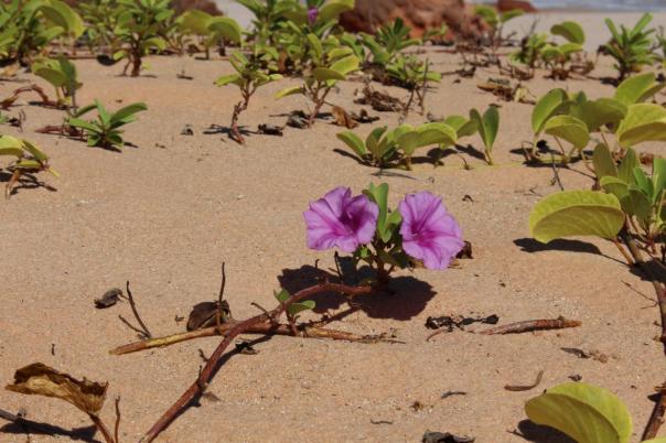 Morning Glory, wächst am Strand und an den Klippen