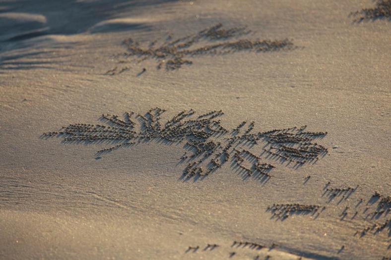 Kleinste Kunstwerke - was die kleinen Krabben so machen beim Buddeln