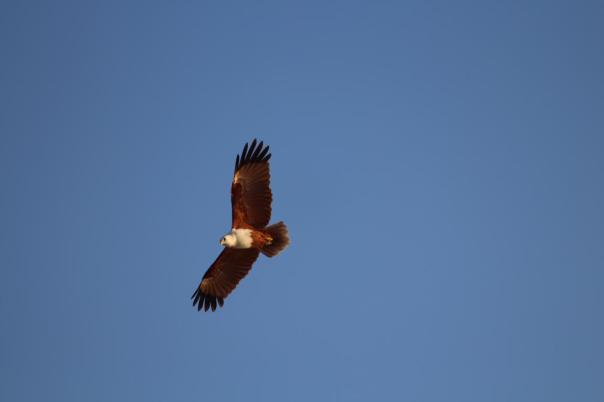 Brahmimy Kite