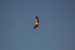 White-bellied Sea-Eagle