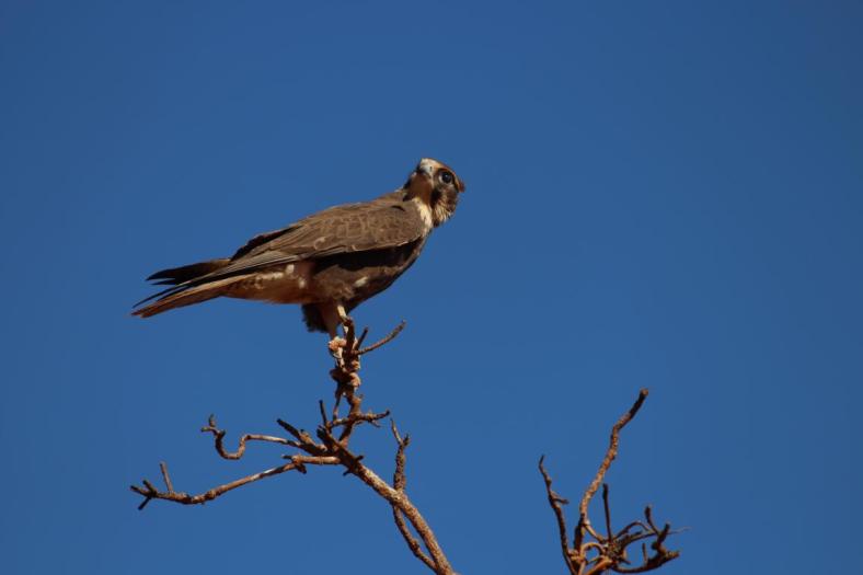 Wir werden beobachtet, Brown Falcon