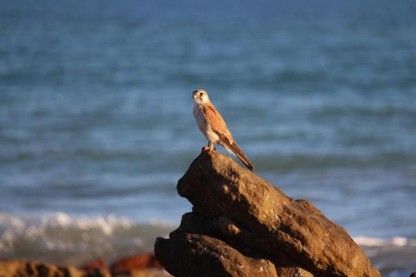 Nankeen Kestrel