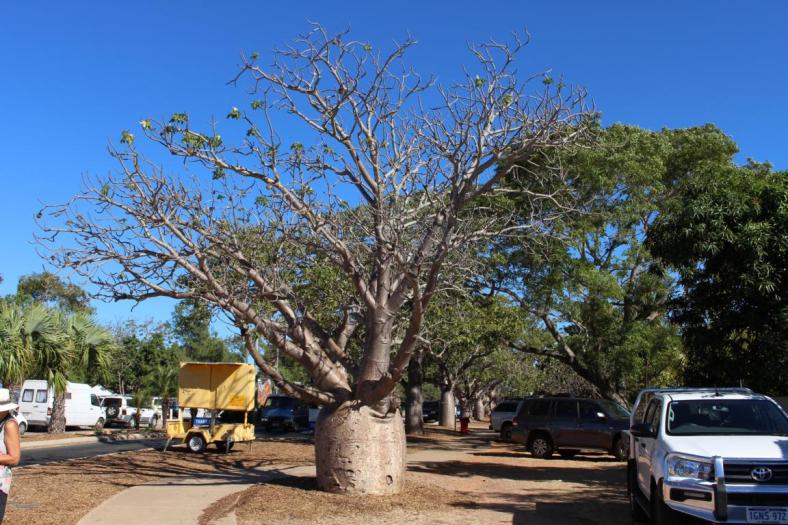 Beeindruckender Boab Tree in Broome