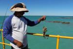 Ein kleiner Fisch am Haken, Port Broome