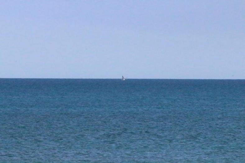 Da hüpft doch glatt ein Wal aus dem Wasser