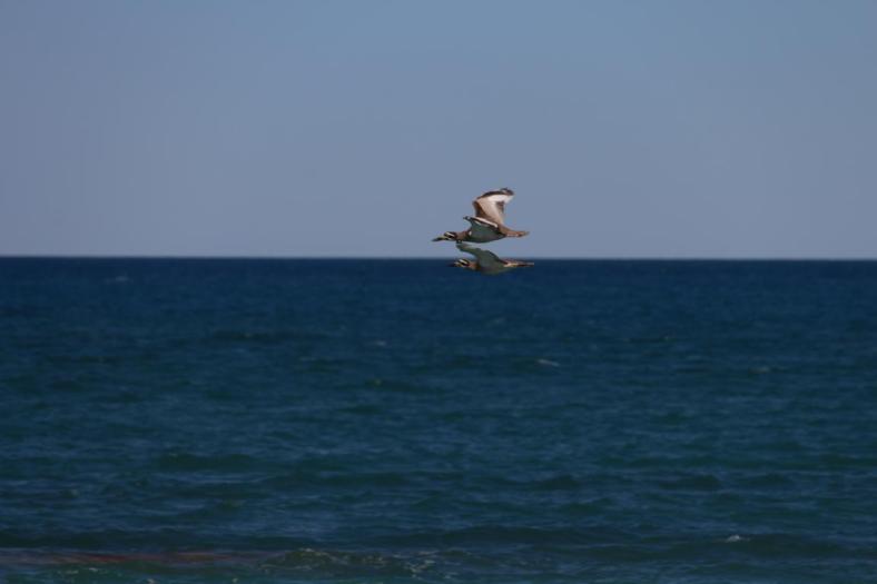 Gerade noch mit der Kamera erwischt, zwei Beach Stone-curlews