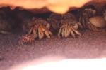 Da ist was los, Hermit Crabs
