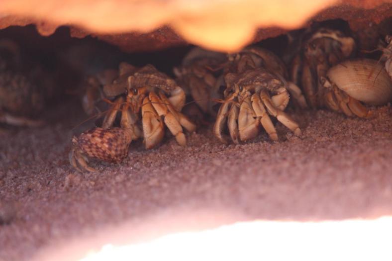 Da ist was los, Hermit Crabs