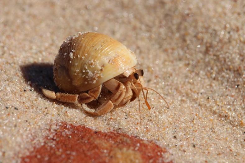 Witzig, Platz ist in jeder Muschel