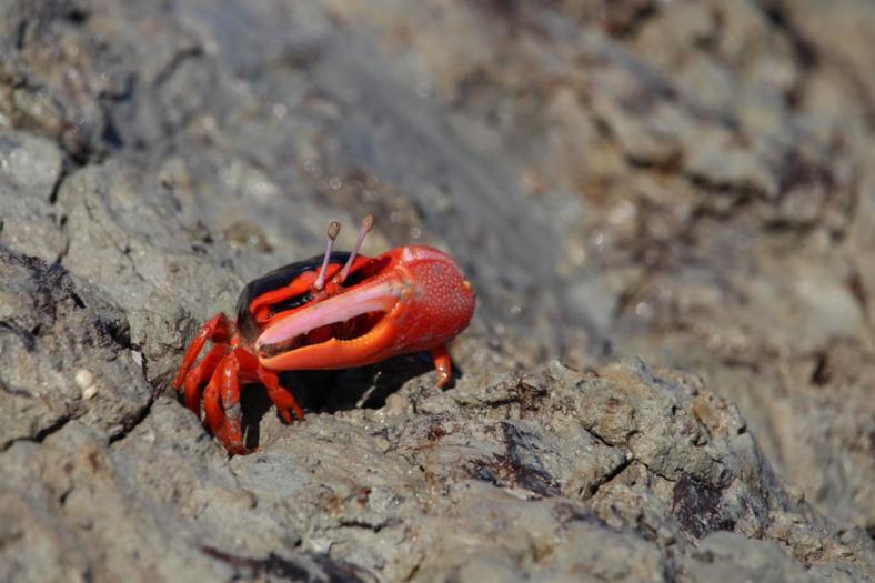 Compressed Fiddler Crab, Lagune bei Beagle Bay