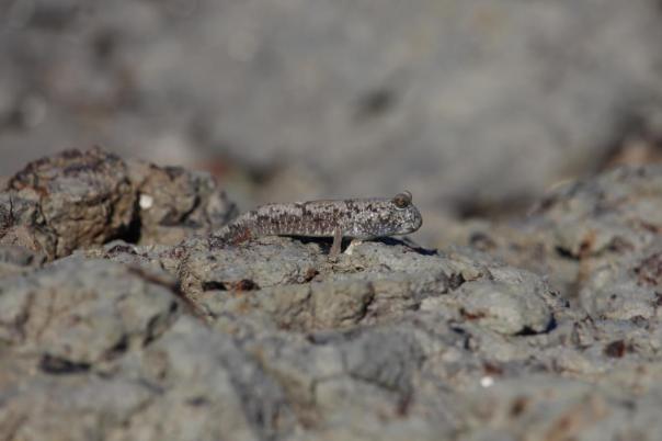Mudskipper, Lagune bei Beagle Bay