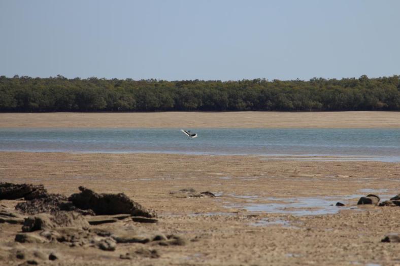 Black-necked Stork, Skueky beach, Gumbanan Camp