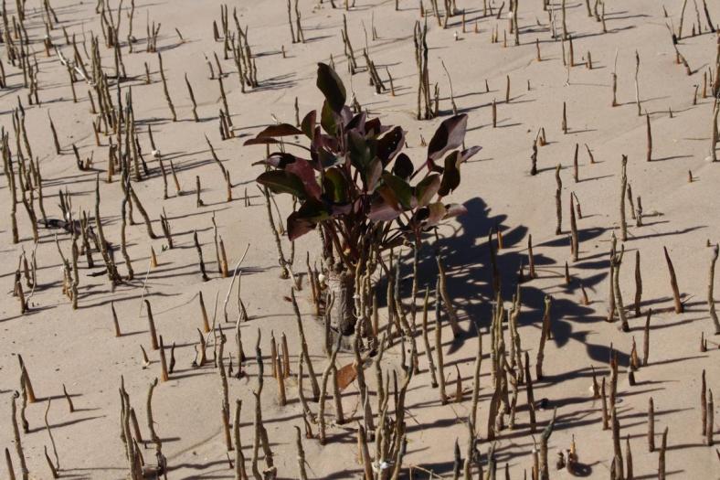 Junge Mangrove, Skueaky beach, Gumbanan Camp