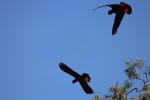 Red-tailed Black-Cockatoo, Gumbanan Camp
