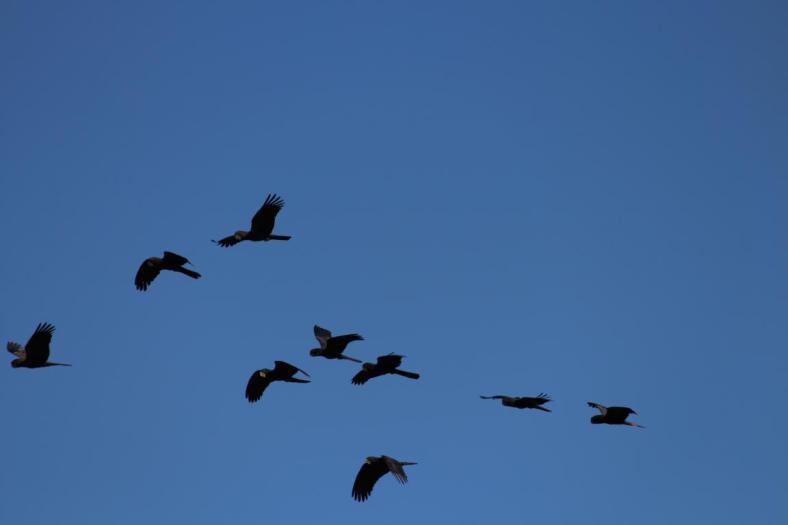 Red-tailed Black-Cockatoo, Gumbanan Camp