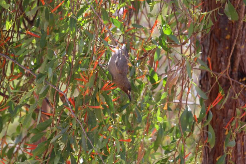 White-gaped Honeyeater, Gumbanan Camp