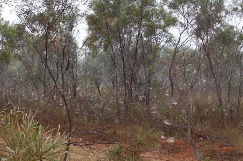 Ermunterung zur Reise nach Australien, auf dem Weg zum Bird Observatory in Broome bei starkem Nebel