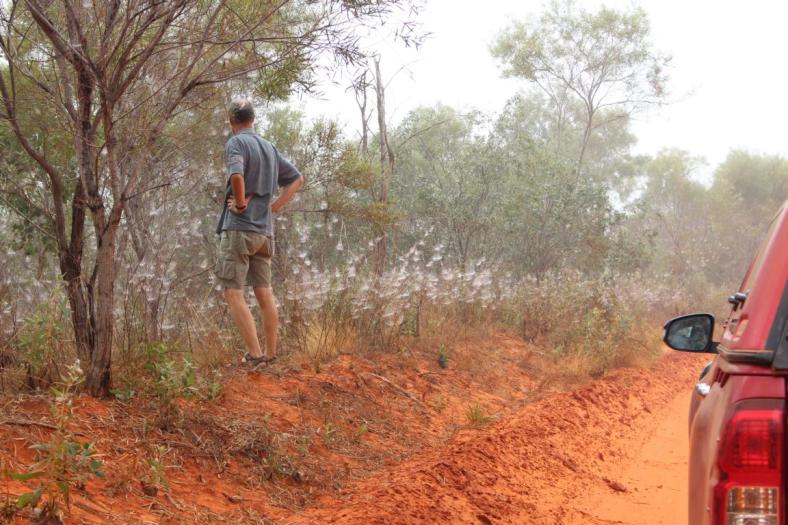 Da möchten wir nicht durchgehen, ein Spinnnetz neben dem Anderen