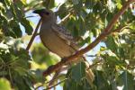 Great Bowerbird, Broome
