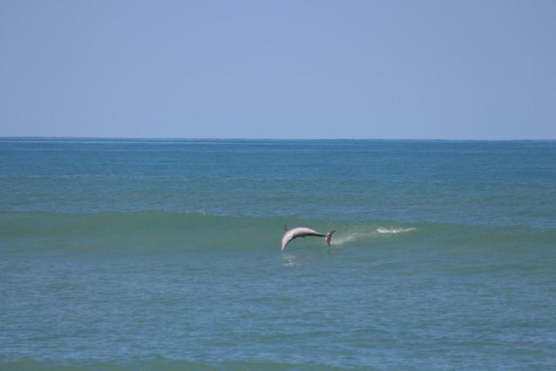 Delfin am Quondong Point
