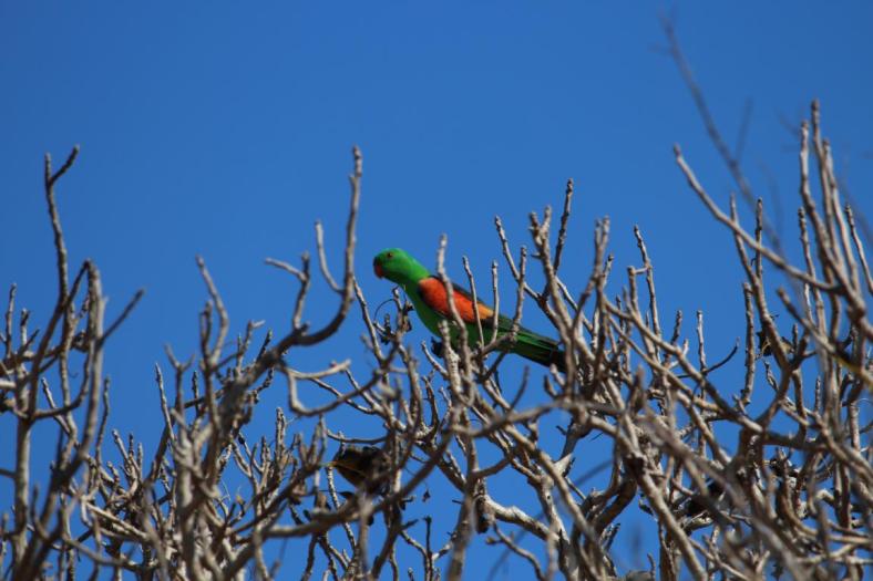 Red-winged Parrot, Quondong Point