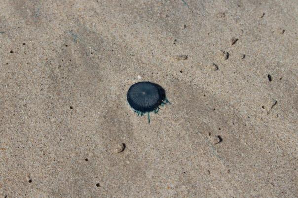 Blue Button Jellyfish, Quondong Point