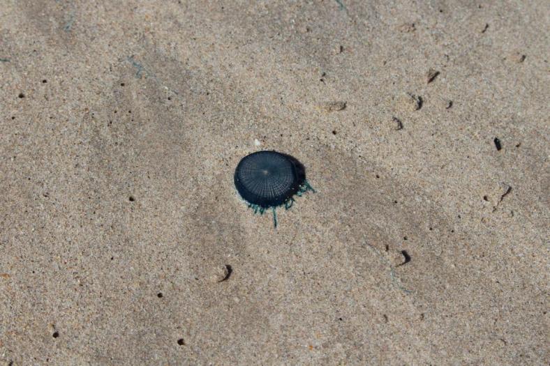 Blue Button Jellyfish, Quondong Point