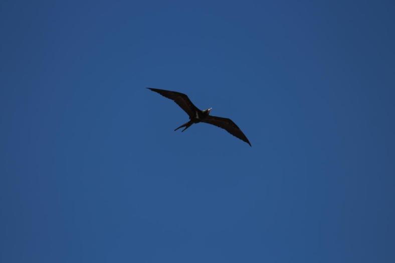 Lesser Frigatebird, Quondong Point